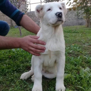 satlir alabydi elave mellumat whatsapp  ve ya telde elaqe saglaya bile