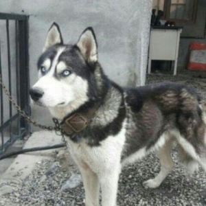 Xaski temiz qan balalari yeni olub isteyen indiden gelib baxib sece