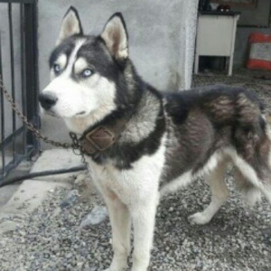 Xaski temiz qan balalari yeni olub isteyen indiden gelib baxib sece