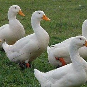 Ordək.1 dənəsi 12 manatdir.Çox alan olsa qiymətində güzəşt mümkündür.