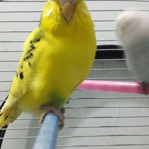 bir cut valnisdi papuqay satiram .erkek mavi spengel  ,  disi saridir