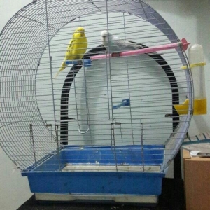 bir cut valnisdi papuqay satiram .erkek mavi spengel  ,  disi saridir