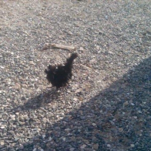 yaponka satilir feredi hemde cirpidi 1 iliydiy yumurtayir 20 azn