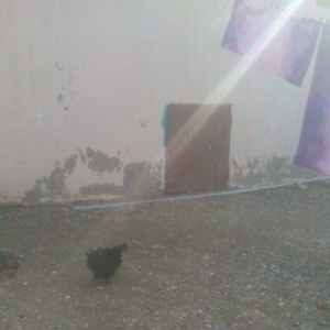 yaponka satilir feredi hemde cirpidi 1 iliydiy yumurtayir 20 azn