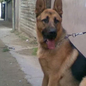 atasi nemeski anasi yevropeski balalar satilir 1 ay tamam olandan sonr