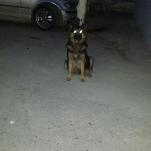 atasi nemeski anasi yevropeski balalar satilir 1 ay tamam olandan sonr