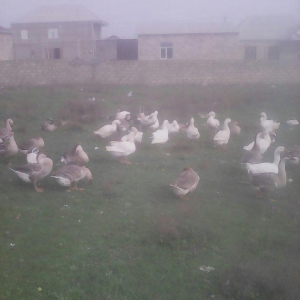 quu qazlari satilir 1denesi 40manata 4 5 kilo et verir