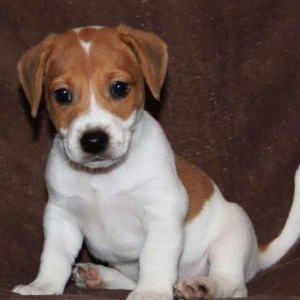 Встречам Новый Год «год Собаки» с самой лучшей, умной и веселой