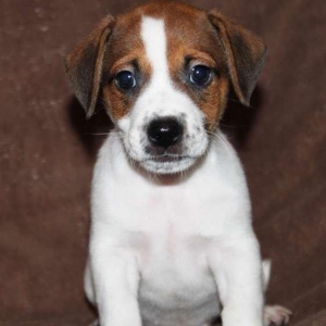 Встречам Новый Год «год Собаки» с самой лучшей, умной и веселой