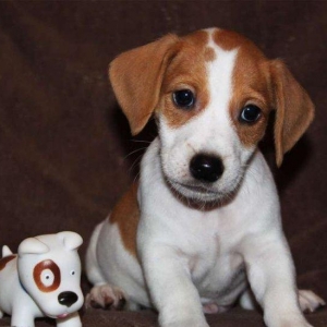 Встречам Новый Год «год Собаки» с самой лучшей, умной и веселой