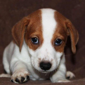 Встречам Новый Год «год Собаки» с самой лучшей, умной и веселой