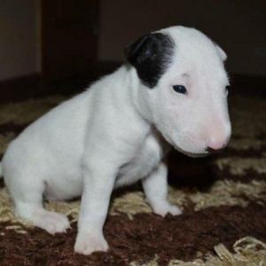 Щеночки готовы к переезду в новый дом!Дата рождения 11.09.2017г. В