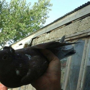 qirmizi kekilli super quwdu 1 saatdan tez asagi du