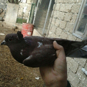 qirmizi kekilli super quwdu 1 saatdan tez asagi duwmur quwdarnan qaldi