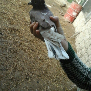 qirmizi kekilli super quwdu 1 saatdan tez asagi duwmur quwdarnan qaldi