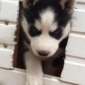 Salam temiz xaski balası satılır 1 ay 13 günlük qurd dermanı verilib 1