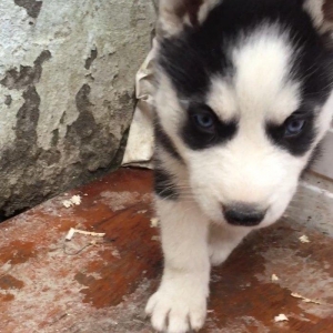 Salam temiz xaski balası satılır 1 ay 13 günlük qurd dermanı verilib 1