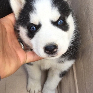Salam temiz xaski balası satılır 1 ay 13 günlük qurd dermanı verilib 1