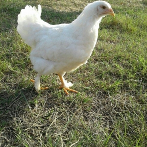 Ag brama gold blac bule sultan gold ag rahibe cuce