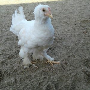 Ag brama gold blac bule sultan gold ag rahibe cuceleri satilir heresin