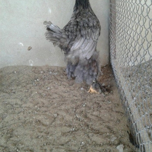 Ag brama gold blac bule sultan gold ag rahibe cuceleri satilir heresin