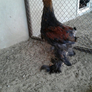 Ag brama gold blac bule sultan gold ag rahibe cuceleri satilir heresin