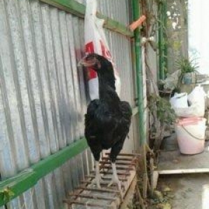 Super heyrati fere satilir. Doyuskendir. 1 yasi var. Real aliciya