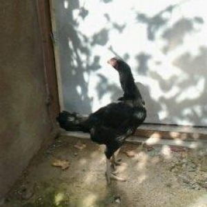 Super heyrati fere satilir. Doyuskendir. 1 yasi var. Real aliciya