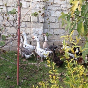 sort qaz və ördəklərin satısı10-20 azn      Ördək50 Azn