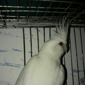 11 aylig ag albinos karella satilir.saglam quwdu.tek oldugu ucun satir