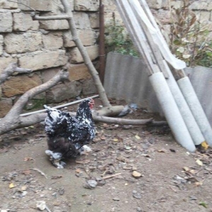 Bramalar satılır. Sağlamdılar. 1 xoruz, 4 toyuq. Toyuqlar hal hazırda