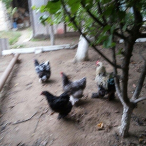 Bramalar satılır. Sağlamdılar. 1 xoruz, 4 toyuq. Toyuqlar hal hazırda