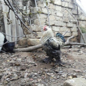 Bramalar satılır. Sağlamdılar. 1 xoruz, 4 toyuq. Toyuqlar hal hazırda