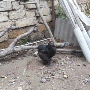 Bramalar satılır. Sağlamdılar. 1 xoruz, 4 toyuq. Toyuqlar hal hazırda