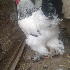 Temiz qan Light brama xoruzlari.
7 ayliq esl damazliq xoruzlar. Ata