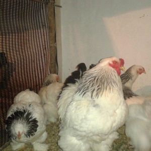 Temiz qan Light brama xoruzlari.
7 ayliq esl damazliq xoruzlar. Ata