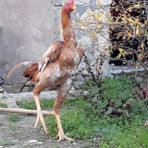 8 ayi tamam olmuyub hele atasi filippindi anasi turkdu atasi meydan xo