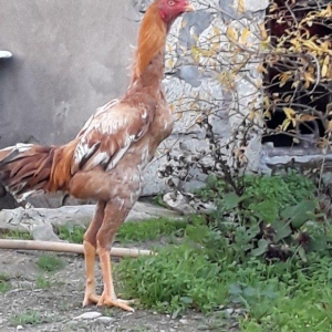 8 ayi tamam olmuyub hele atasi filippindi anasi turkdu atasi meydan xo