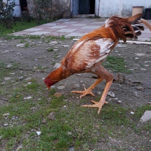 8 ayi tamam olmuyub hele atasi filippindi anasi turkdu atasi meydan xo