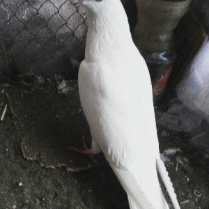 Erkey qusdu qusa sohbet yoxdu retqi olan bişeyerdendi melum meseldi uç