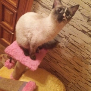 отдам кошку в добрые любищи