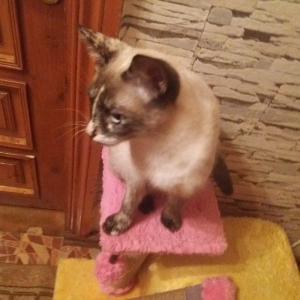 отдам кошку в добрые любищие руки.ангорка смешанная с сиамской. 7-8 ме