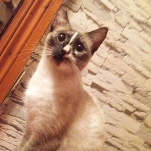 отдам кошку в добрые любищие руки.ангорка смешанная с сиамской. 7-8 ме