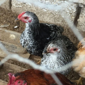 Mene 15 20 dene bu ilki fere lazmdı kimde varsa z