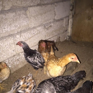 Mene 15 20 dene bu ilki fere lazmdı kimde varsa zehmet olmasa