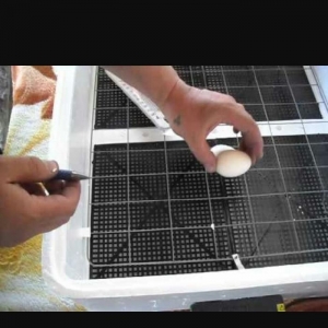 Inkubator tazadi 104 yumurta tutur avtomatikdir