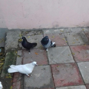 goy badam kelek aqebed erkek satilir ya barter olunur maraqlanan wacap