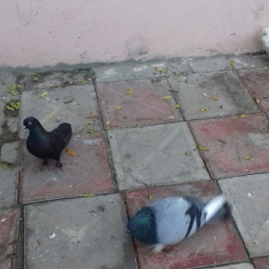 goy badam kelek aqebed erkek satilir ya barter olunur maraqlanan wacap