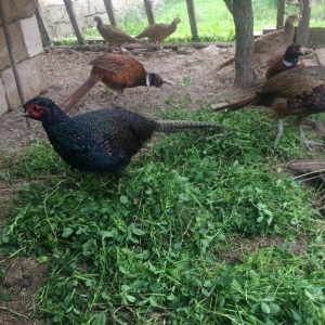 Qırqovul satıram dört beş dene var her biri 50 azn quşlar Salyandadı