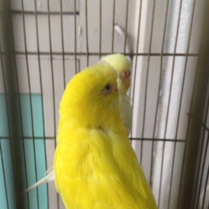 Hazir cud satiram, yas 1,5 ildir!!Bala veren quslardi amma balara yaxs